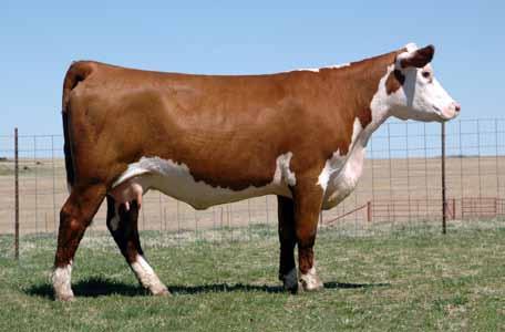 Lot 18 This cow s dam was a very successful donor for River Valley Polled Herefords and Star Lake Cattle Ranch. A full brother was a class winner at the 2011 Toronto Royal Winner fair.