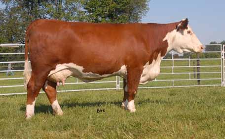 Maddie 301P - Dam of Lot 21 This female is an example of what Can-Am