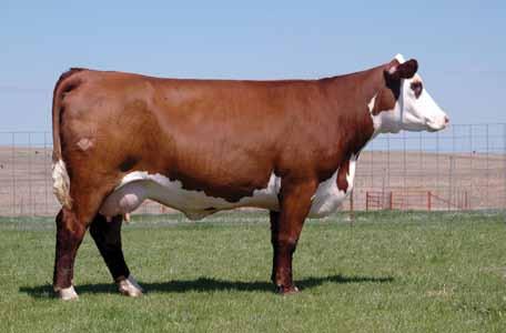 Full Sib to Lot 23- Sold for $125,000 at Star Lake The youngest member of the 85R family.