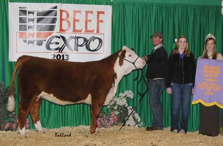 2013 OH Beef Expo Res. Champion - Daughter of Lot 25 Her 2012 heifer was the Reserve Grand Champion female at the 2013 Ohio Beef Expo selling for $4400.