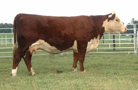 BPH 8146 Rose 204- Dam of Lot 26 Her mother Rose 204 is Joan Cutler s favorite cow.