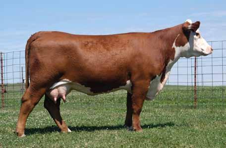 STAR Barbie 84M - Dam of Lot 27 A daughter of the famed Barbie donor family from Star Lake.