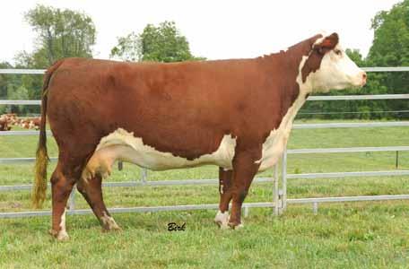 Lot 31 A beautiful female whose dam was a donor for Boyd Beef Cattle in Kentucky.