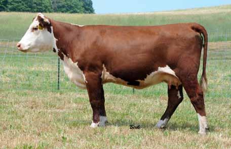 Lot 34 An eye- appealing younger cow bred in the River Valley program in
