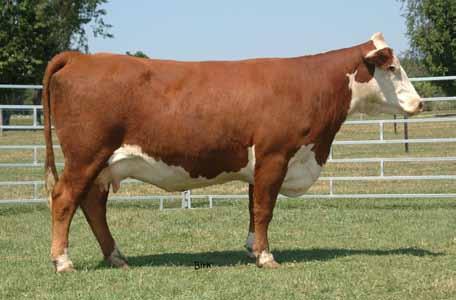 Lot 40 We feel this cow s donor grandmother Scarlett 338U was the best cow Jeff Neal ever owned. A sister to 14P works for Jeff and Cecil Jordan in Ohio.