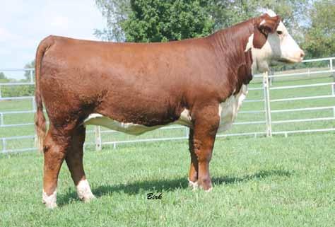 $19,000 daughter of Lot 1- Owned by DelHawk & Torrance Reference Sire: