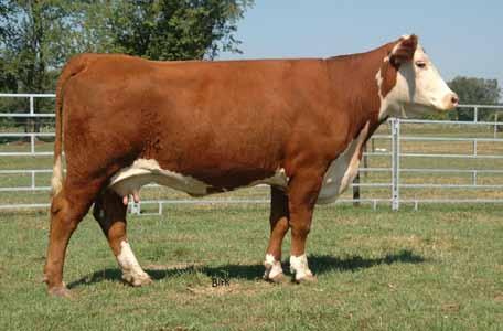 NS 002 Penny et 338 - Dam of Lot 47 We feel we have as nice a bull offering as