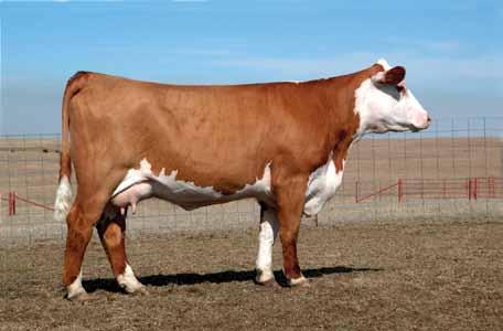 STAR Western Peach133R - Dam of Lot 48 & embryos 41J A full brother sold in our 2012 fall sale as a calf for $4800 to Alan