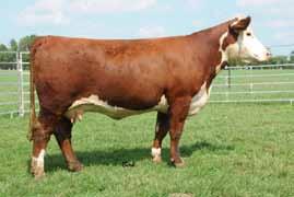 Owned by Cutler s Little Farm & Goble Cattle Co. Her dam is a full sister to 007 who is a donor at Albin Farms in Illinois.