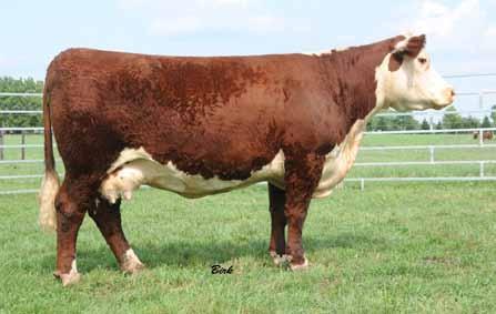Lot 1 A female that is certainly worthy of the lot one position. She produced our top selling heifer calf in our 2012 fall sale and will sell with a herd bull at side.