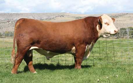 She is a daughter of the 542P cow and the high preforming Outcross.