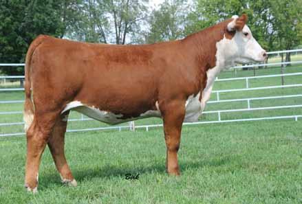CSF 18U Danica 2202- Daughter of lot 57 Sold to Cutler s Little Farm and Goble Cattle Co in Definite Difference XI sale 404S has done it all for us at CSF.