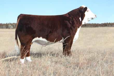 HH Perfect Timing Service sire for Lots 55,57,58,59 & 60 542P is the deepest, biggest barreled cow on the place.