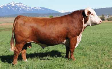 S109 has done very well for us and with this heifer going back to the great Cheyenne, and a top Holden bull; it s bred in.