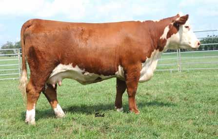 Lot 3 Selling Choice Lot 2 or 3 Livvi is a full sister to our herd sire Kilowatts 104S and was Max s