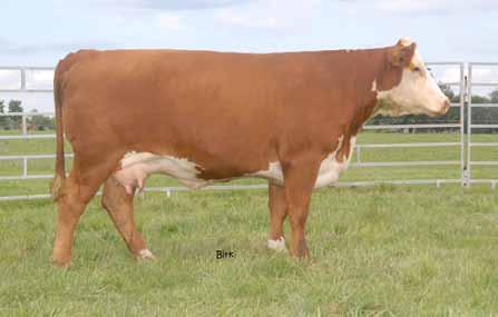 Lot 4 A full sister to lot 3 and to herd sire Kilowatts. A daughter was a class winner and sold in the 2013 Ky. Beef Expo.