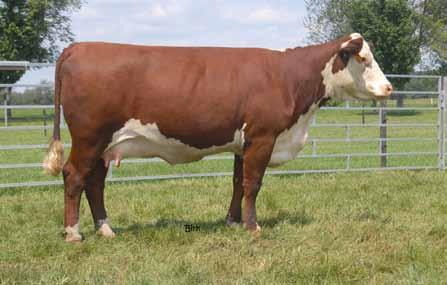 Lot 5 We can always count on this cow s heifer calves making the sale.