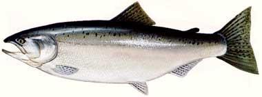 Study Objectives 1) Estimate the proportion of Chinook salmon harvested by the Tyonek subsistence fishery and the UCI
