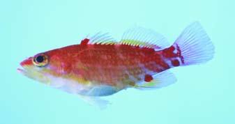 Revision of the fish genus Plectranthias (Serranidae: Anthiinae) with description of 13 new species. Micronesica, 16(1): 101 187. Randall, J. E. 1994.