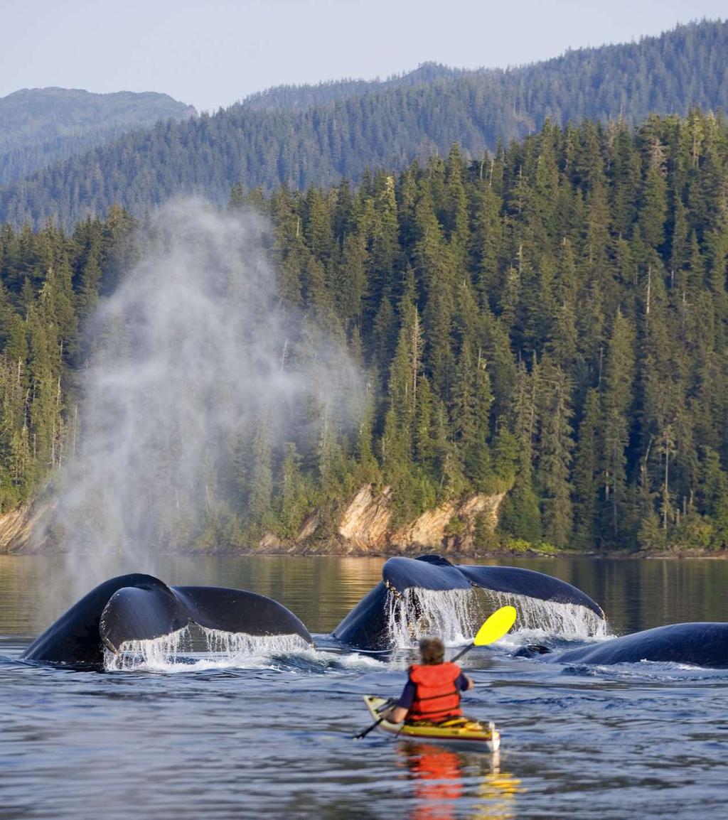 SEA KAYAKING AT ORCAS COVE 4.25 HOURS Kayaks were invented by Alaska s native people, and there is still no better way to explore than by means of these sleek and maneuverable crafts!