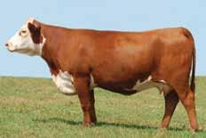 These eight sons are smooth, correct and will make heifer bulls. Dam recently sold at Hereford Heritage Sale for $35,000.
