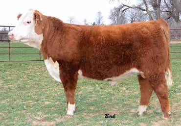 Notice the 0.52 IMF EPD that clearly puts him in the elite of the breed. We are retaining ½ semen interest. 8 SHF BOGART Z B01 {DLF,HYF,IEF} Calved: Jan.