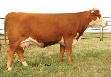 1 1/97 1/98 1/107 This son of Zeppelin has below 1 BW EPD and yet pushes the scale down at yearling to almost 1,350 lb. adjusted yearling wt. Moreover, he has a ribeye over 15 in.