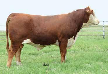 SERVICE SIRES Several calves selling in the sale are out of these two bulls. SERVICE SIRE SHF ALL AMERICAN LG A70 {DLF,HYF,IEF} P433794 Calved: Feb.