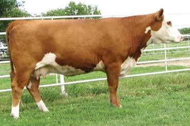 110 Selling: Full possession and 100% interest 18 SANDHILL FARMS FEMALES SHF VICKIE U36 X4 {DLF,HYF,IEF} Calved: March 14, 10 430784 H/P/S/D: P SHF PHOENIX M33 P68 {CHB} SHF VOLTAIRE P68 U36 ET