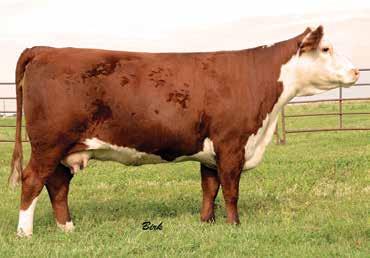 116 Selling: Full possession and 100% interest 18 SANDHILL FARMS FEMALES SHF LACY 4037 X66 {DLF,HYF,IEF} Calved: Feb.