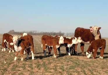M01 5.0 1.2 57 92 18 47 1. 1. 1.0 0.003 0.26 0.13 PROGENY PRODUCTION BW Ratio WW Ratio YW Ratio FAT Ratio REA Ratio MARB Ratio 3/95 3/96 3/99 4/112 4/102 4/102 X66 is from the Lacy cow family.