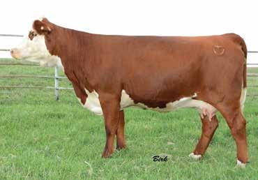 , 15, sired by SHF Progress P. Tattoo C145. Lot 116 SHF Lacy 4037 X66 117 Selling: Full possession and 100% interest 15 15 13 15 SHF VICKIE T56 X68 ET Calved: Feb.