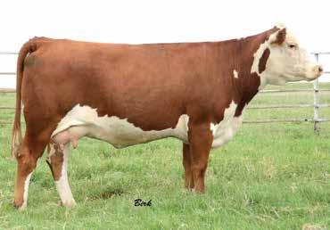 She posts an impressive progeny WW ratio of 105 and a 107 at yearling. Heifer calf born Feb. 18, 15, sired by SHF Manning W18 Z. Tattoo C137.