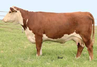1 Selling: Full possession and 100% interest 15 16 12 SANDHILL FARMS FEMALES SHF VICKIE 4037 X07 ET {DLF,HYF,IEF} Calved: Feb.