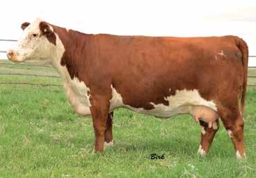 SANDHILL FARMS FEMALES DUE TO A BULL INJURY, THE FOLLOWING FIVE COWS ARE FALL BRED SELLING WITHOUT CALVES.