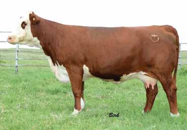SANDHILL FARMS FEMALES 132 Selling: Full possession and 100% interest 16 31 SHF CHEER T57 X33 ET {DLF,HYF,IEF} Calved: Feb.