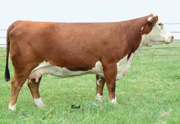 She ranks in the top 2% in three out of four Indexes and has about the most impressive set of carcass EPDs in the sale.