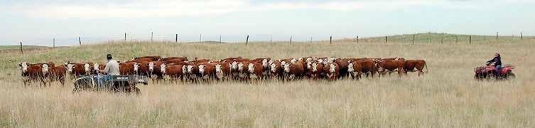 /EV Ranch is a 70-year-old ranch in Northwestern Colorado near the town of Meeker and has been focused on raising the highest quality, commercially-bred black baldie replacement heifers since 86.