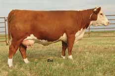 With 678 daughters in the national database, the new Udder and Teat EPDs rank him in the top 1% of the breed. In my mind, this proves he was cool before we had an EPD to prove it.