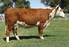 We have the first daughters in production now and they will help take us to the next level of performance and maternal traits. Nine sons sell in the sale.