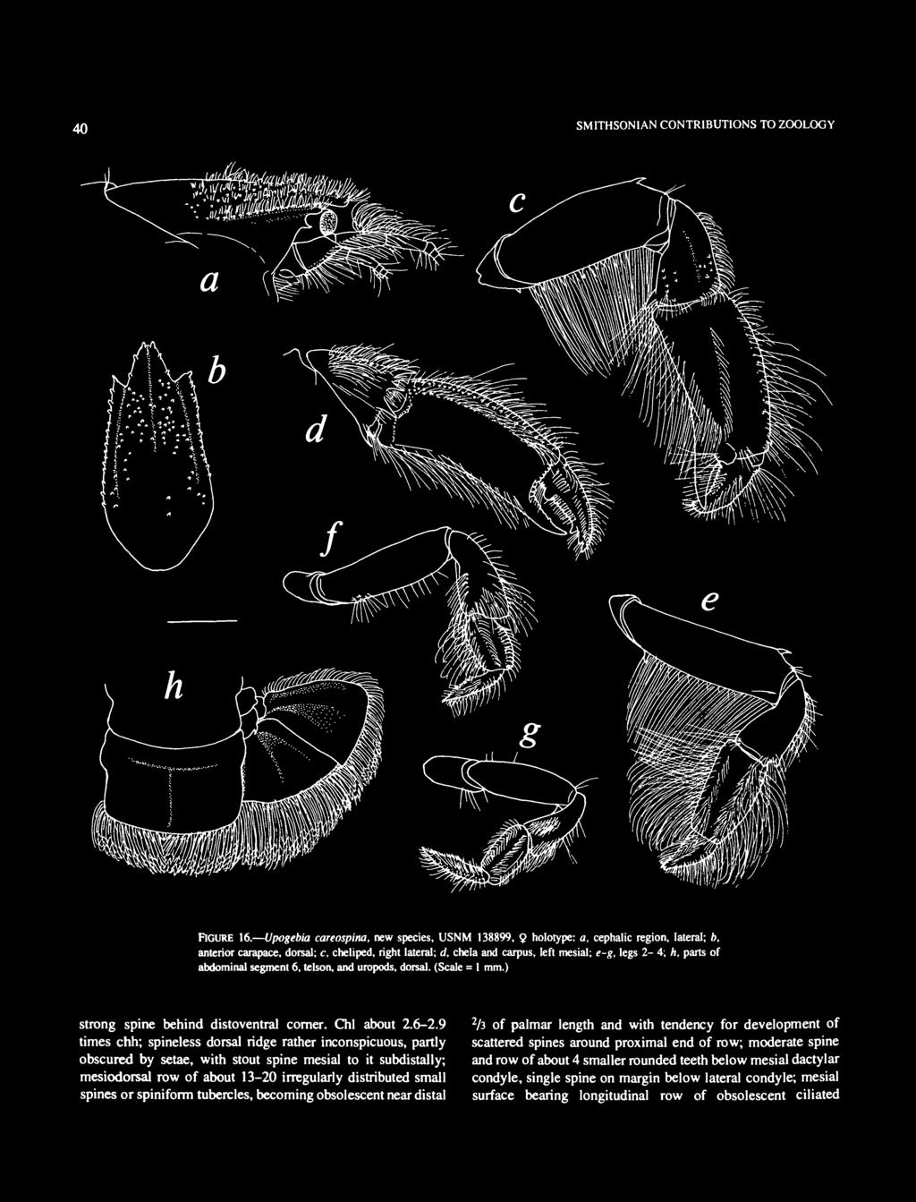 9 times chh; spineless dorsal ridge rather inconspicuous, partly obscured by setae, with stout spine mesial to it subdistally; mesiodorsal row of about 13-20 irregularly distributed small spines or