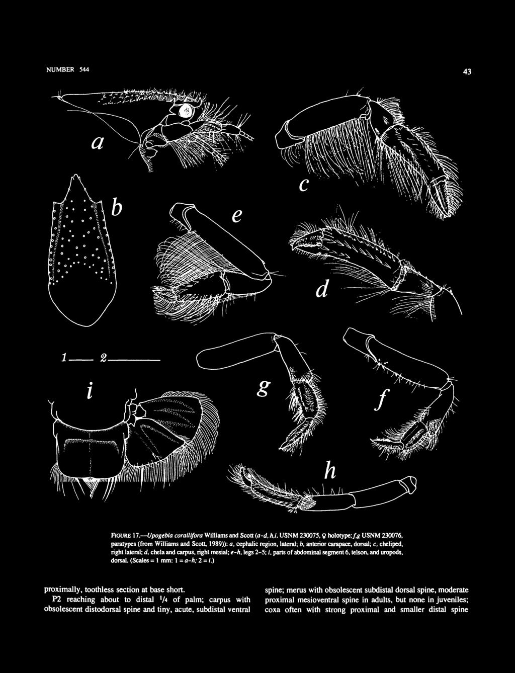 carapace, dorsal; c, cheliped, right lateral; d, chela and carpus,rightmesial; e-h, legs 2-5; i, parts of abdominal segment 6, telson, and uropods, dorsal.