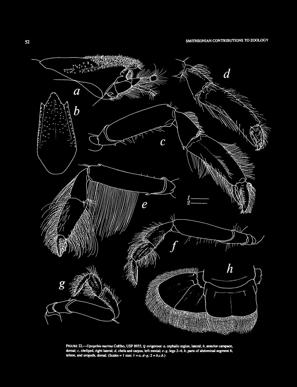anterior carapace, dorsal; c, cheiiped, right lateral; d, chela and carpus, left