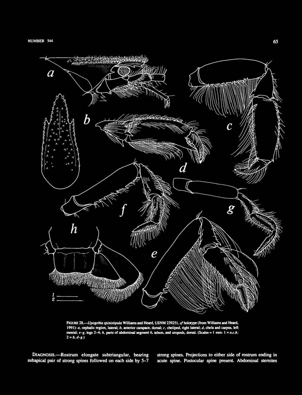carapace, dorsal; c, cheliped, right lateral; d, chela and carpus, left mesial; e-g, legs 2-4; h, parts of abdominal segment 6, telson, and uropods,