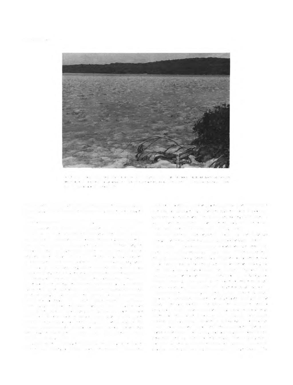 NUMBER 544 FIGURE 31. View of exposed tidal flat at low tide in Pigeon Creek, San Salvador, Bahamas, showing mounds cast up around mouths of callianassid burrows.