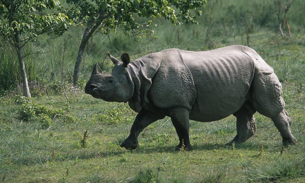 Indian one horned Rhino