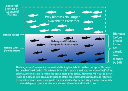 vii But NMFS had never provided guidance and direction as to how fishery managers should take into account the protection of PREY DEPLETION ASSOCIATED WITH MSY marine ecosystems when they set catch