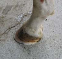 will grow less hoof than horses receiving adequate to excess nutrition. 4.