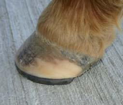 Proper utilization of heel expansion in the shoeing process will maintain the hoof up and on the shoe (not spreading out over the shoe as the hoof grows and