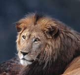 Other Big Cats Around the World Cat Name Lion (Panthera leo) IFAW/D.
